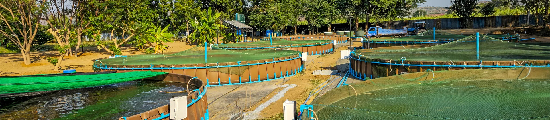 ฟาร์มเลี้ยงปลาในบ่อผ้าใบขนาดใหญ่ ตั้งกลางพื้นที่สีเขียว มีหลังคาและระบบดูแลคุณภาพน้ำ เหมาะสำหรับการเลี้ยงปลาเชิงพาณิชย์และระบบเกษตรสมัยใหม่