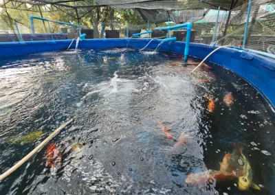 บ่อผ้าใบเลี้ยงปลาคราฟ ระบบน้ำหมุนเวียน เติมอากาศแรง ในโรงเรือน คลุมตาข่าย ควบคุมคุณภาพน้ำสำหรับฟาร์มปลา