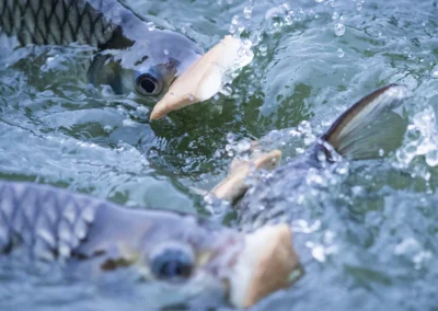 ปลากินอาหารในบ่อเลี้ยง น้ำกระเพื่อมขณะปลาแย่งกินอาหาร สะท้อนสุขภาพปลาและการจัดการฟาร์มที่มีประสิทธิภาพ